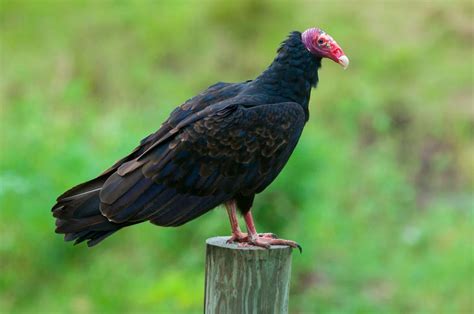 Turkey Vulture – Facts, Size, Sounds, Habitat, Pictures