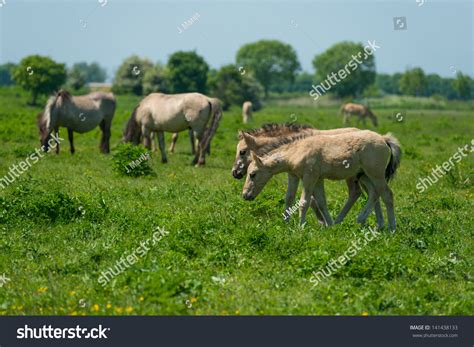 Wild Horses In A Sunny Meadow In Spring Stock Photo 141438133 ...