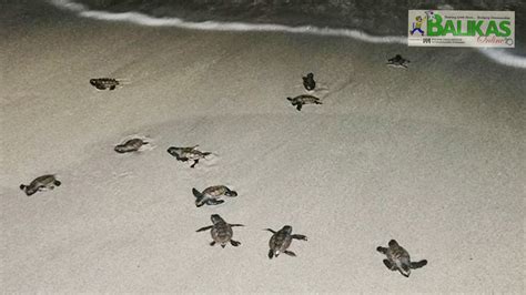 Wounded pawikan rescued as folks release 58 hatchlings - Balikas News ...