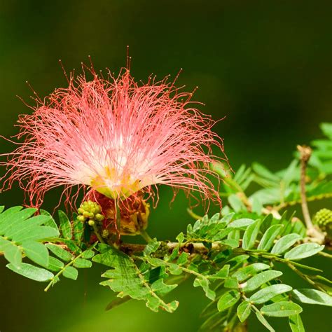 Buy Samanea saman, Rain Tree online at Nursery Nisarga