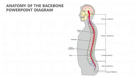 Anatomy of the Backbone PowerPoint Diagram Thoracic, Vertebrates, Human ...