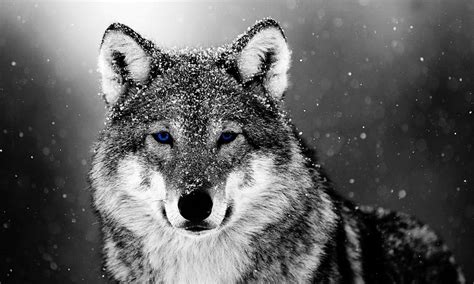 Wolf In The Snow Wallpapers - Wolf Background Images