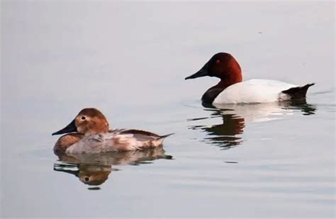 Canvasback - Description, Habitat, Image, Diet, and Interesting Facts