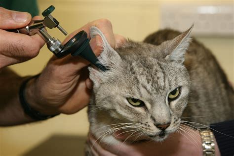 Ear mites in cats | Treatment & symptoms | Blue Cross