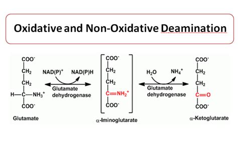 Oxidative and non-Oxidative Deamination - Microbiology Notes