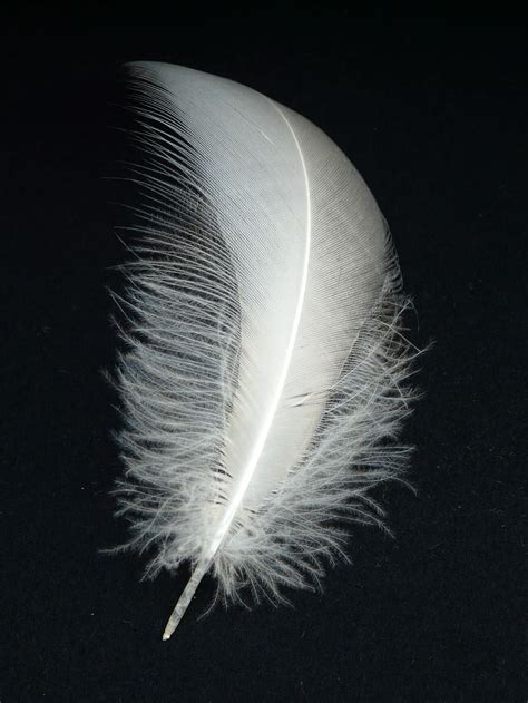 White Feathers Wallpaper