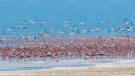 flocks of flamingos in the sunrise, lake nakuru, kenya 716100 Stock ...