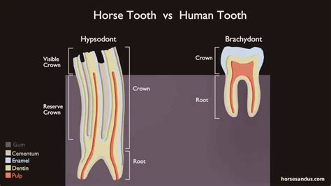 Horse Teeth Anatomy and Function [Pictures & Animations]