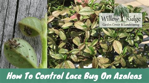 How To Control Lace Bug On Azaleas - Willow Ridge | Knoxville | Oak Ridge