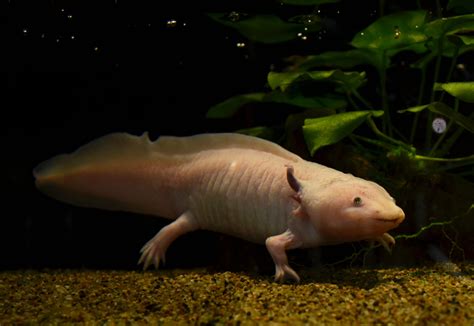 Axolotl Facts for Kids | Axolotls Information | Animal Fact Guide