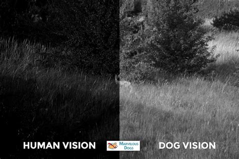 What Do Dogs See? 10 Dog Vision Examples - Marvelous Dogs