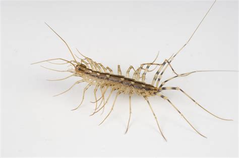 What You Should Know About The House Centipede