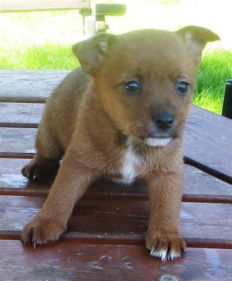 Portuguese Podengo Puppies For Sale | Indianapolis, IN #144881