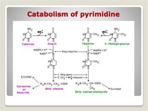 Catabolism of Purine and Pyrimidine Nucleotide and MCQs for GPAT, NEET ...