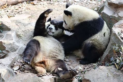 Giant Panda twins at Hangzhou Zoo - Mirror Online