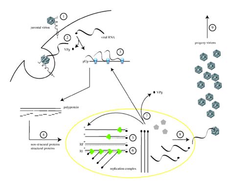 9.8C: Viral Replication and Gene Expression - Biology LibreTexts