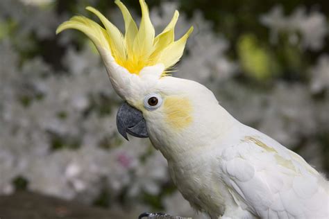 Yellow Crested Cockatoo Facts