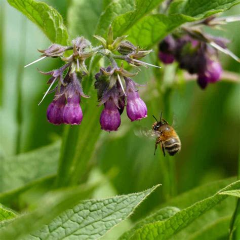 Comfrey, True Comfrey Seeds – Gran's Garden Seeds