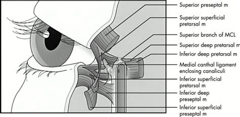 Lower Eyelid Anatomy