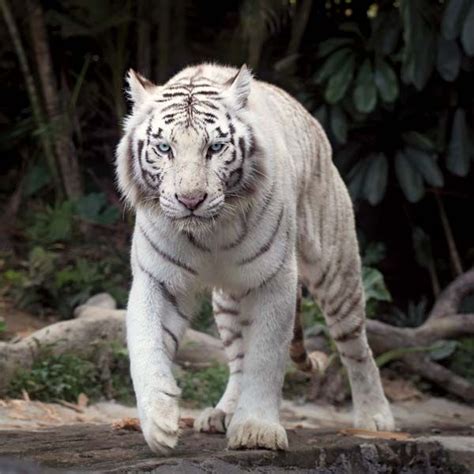 White tiger | Description & Facts | Britannica