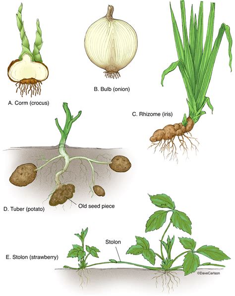 지중식물(geophyte, 地中植物)의 4가지 분류:구경(Corms), 뿌리줄기(Rhizomes), 덩이줄기(Tubers ...