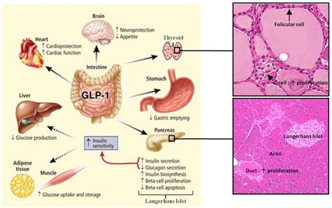 GLP-1 Receptor Agonists – Diabetes Daily