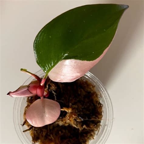 Philodendron Pink Princess Care - Expert Tips - Teak And Terracotta