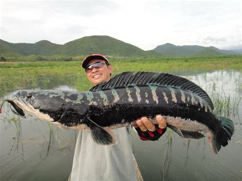 Thailand Giant Snakehead (Toman) And Wild Fishing.: Massive MAMA Toman ...