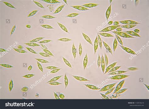 Euglena Cell Under Microscope