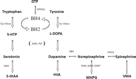 (Rodan et al. 2015). Monoamine synthesis pathway. Metabolic pathways of ...