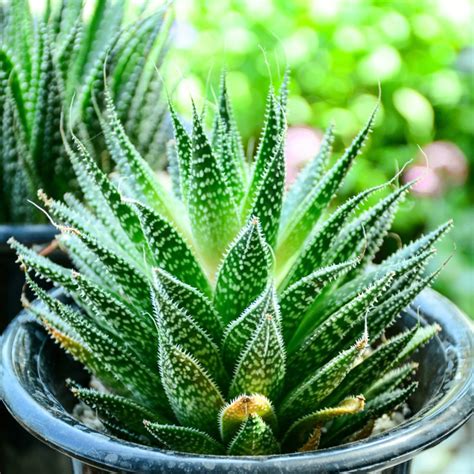 20 Different Types of Aloe Plants - Garden Lovers Club