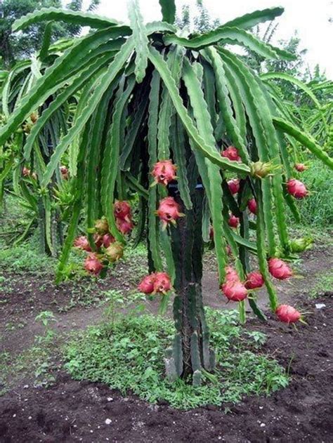 Indoor Dragon Fruit Tree