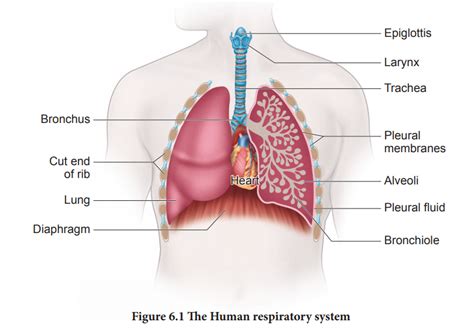 Human Respiratory System - Respiratory organs in various organisms