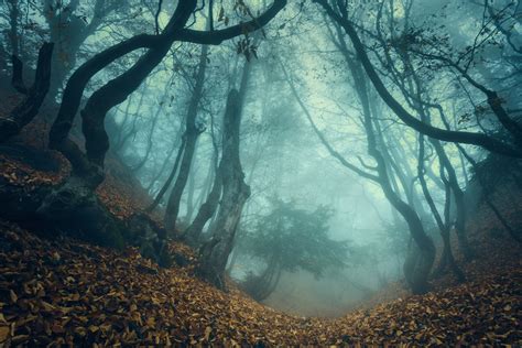 Download Forest Fall Nature Fog 4k Ultra HD Wallpaper