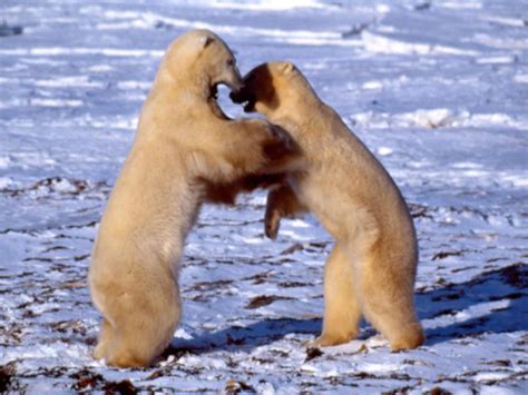 Decoding Polar Bear Behavior | Blog Posts | WWF