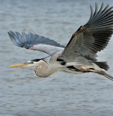 Great blue heron flying low over the water. Wonderful. | Blue heron ...