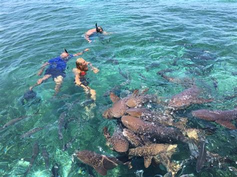 Hol Chan and Shark Ray Alley snorkeling tour w/ Caye Caulker island ...