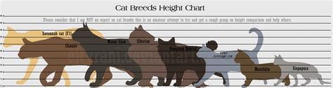 Guide to Cat Breed Heights! by elTyranda on DeviantArt