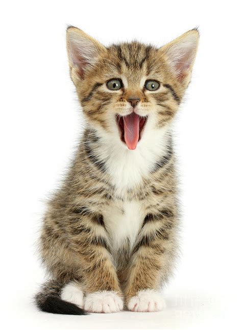 Yawning Tabby Kitten Photograph by Warren Photographic - Fine Art America