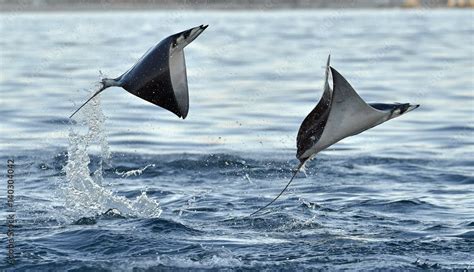 Mobula ray jumping out of the water. Mobula munkiana, known as the ...