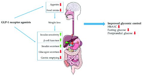 The central and peripheral effects of GLP-1 receptor agonists are shown ...