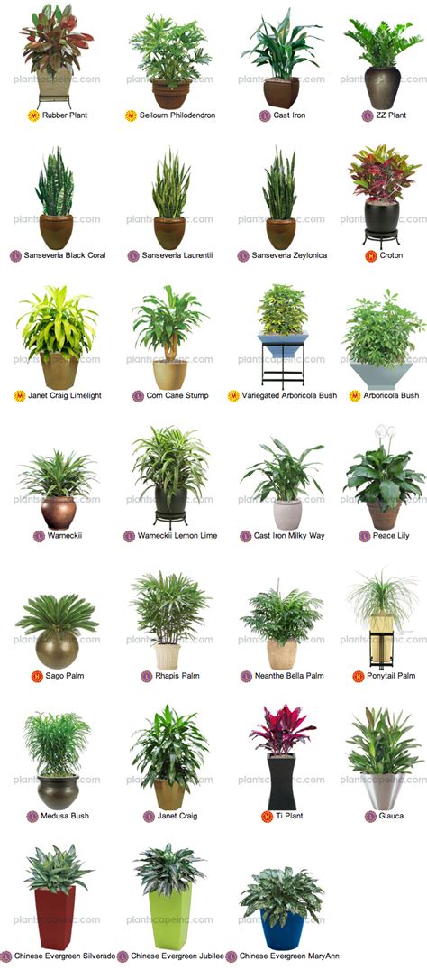 Small Tropical Plants for Interior Landscaping by Plantscape Inc ...