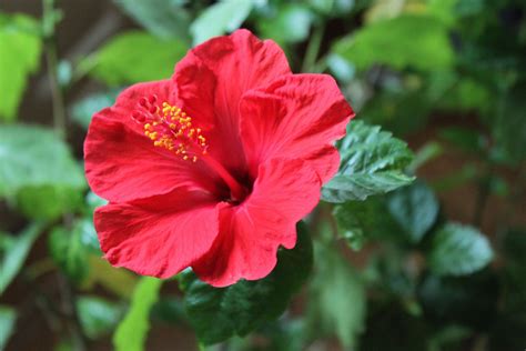 How To Grow And Care For Summer-Blooming Hibiscuses