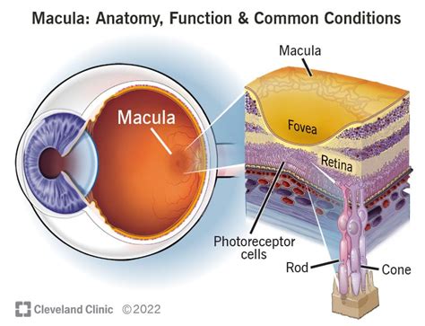 Macula: Anatomy, Function & Common Conditions