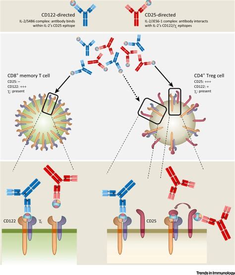 Interleukin-2: Biology, Design and Application: Trends in Immunology