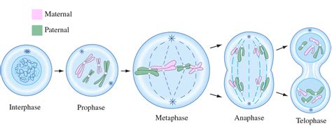 Mitosis- Process and Different Stages of Mitosis in Cell Division