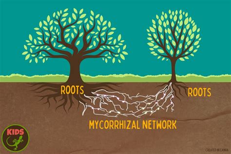 Mapping the fantastic fungi networks under our feet – Mongabay Kids ...