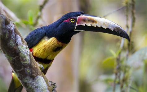 Wallpaper : birds, animals, nature, branch, wildlife, toucans, beak ...