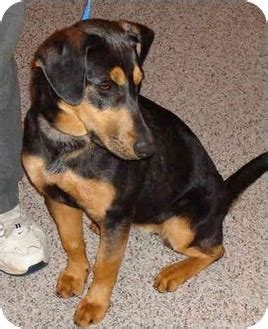 TIA | Adopted Puppy | Upper Marlboro, MD | Dachshund/Doberman Pinscher Mix