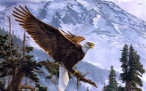 🔥 [110+] Bald Eagle Desktop Wallpapers | WallpaperSafari